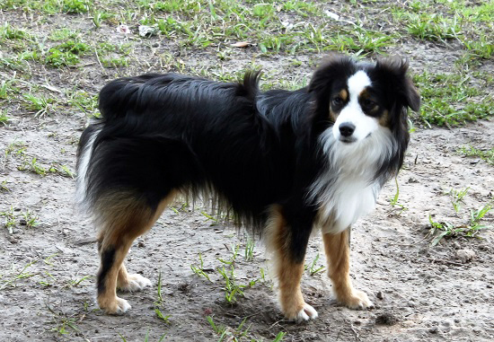 Herd About Texas Wild Bill Hickok at Carousel Aussie, a Toy Australian Shepherd male. Herd About Texas Wild Bill Hickok at Carousel Aussie, a Toy Australian Shepherd male.