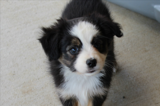 Carousel Aussies - Herd About Texas Wild Bill Hickok - Black Tri Male Toy Australian Shepherd Carousel Aussies - Herd About Texas Wild Bill Hickok - Black Tri Male Toy Australian Shepherd